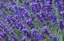 &nbsp; / лаванда