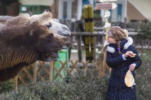 Не все сразу! / Однажды в зоопарке