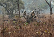 Лангуры / Животные в национальном парке Панна на реке Кен, Центральная Индия