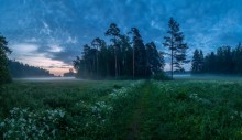 Заброшенная тропинка. / парк Павловск.