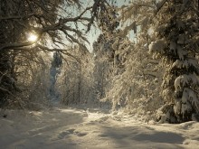 По зимней тропинке... / зимний лес...