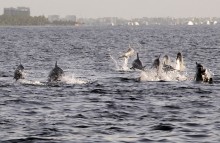 Дельфины на вечерней прогулке / Мальдивские острова