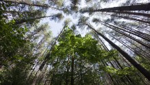 Центростремительность / ну очень широкое поле зрения в самой обычной ситуации