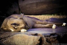 Кошачье счастье / Кошка смотрит чудесные сны