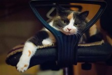 Кошка Соня / Кошка Соня занята любимым делом: она отдыхает