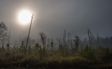 Вид на болото в тумане / ___