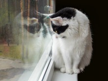 Марсик / Вот она - участь котов квартирных: гулять только так - через стекло.