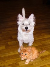 Интересные отношения / Интересные отношения сложились между собачкой Томкой и котятами:
оказалось, что Томка очень любит котят, ухаживает за ними. А с кошкой-мамой живёт как &quot;кошка с собакой&quot;, причём кошка гоняет Томку.