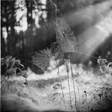 # / &quot; in the morning Light &quot;
Rolley_film Agfa Superpan-200 type120 (6x6sm)
Belarusian_autumn_2014 ;))
Belsky_2014