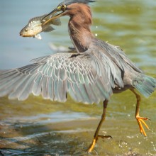 piercing the prey / Американская зелёная кваква