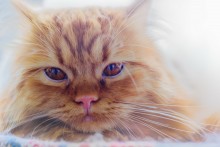 Великолепный Рыженький / Не легка доля доминантного кота: нужно постоянно подтверждать своё доминирующее положение драками и другими действиями. Рыженький устал.