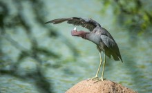 wing adjustment / reddish heron