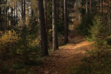 Осенней дорогой / Лесные прогулки