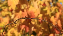 Осень / Краски осени