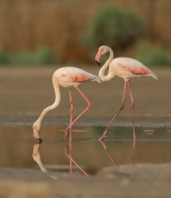 Рассветные прогулки / Миграция розовых фламинго.