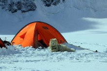 Самоед / Алтай. Ледник Менсу. Кто вытащил этого пса на ледник Менсу через перевал Делоне (55 градусный лед и около 250 метров веревок) не знаю. Но пса мне искренне жаль