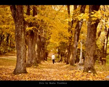 осінь / осінь парк