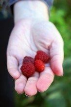 Raspberries / Малина...