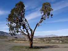 Mood Indigo / Настроение Индиго / &quot;Shoe Tree&quot; или &quot;Обувное дерево&quot; в Пустыне Невада. Очень распространённое явление здесь -вывешивать старую обувь вдоль дорог в пустыне Невада. Их много. Одно калоритное дерево с обувью спилили - был бунт общественности.