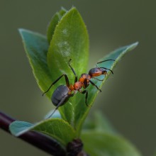 Весенние истории с муравьишкой... / макросъемка муравья