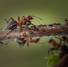 Муравьи и тля... / муравей и тля
