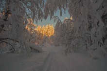 Дорога к солнцу / Вечер в лесу