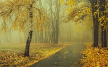 Слетает жёлтый лист... / Осенний парк