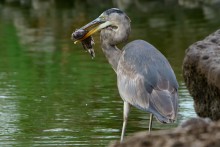 Catch of the day / Great blue heron