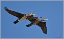 Мы с ... летаем парой. / Бакланы — околоводные птицы с длинной шеей и обычно черным оперением. Размеры бакланов колеблются от средних до довольно крупных.