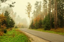 поворот в тумане / Дорога, проходящая через лес