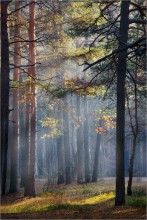 Туманным утром / Смог, появившийся в Беларуси в конце октября, не обошел и леса. Ждановичи, 29 октября.