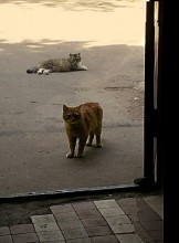 Не за себя прошу... / Вместе много лет...