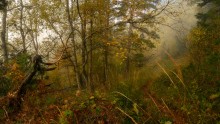 Сказки осеннего леса / Осень , туман