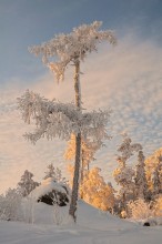 Уральская пальма / Одинокое дерево