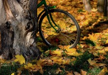 Старый велосипед / ... и старое дерево...
