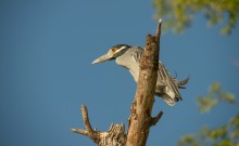 Yellow-crowned Night Heron / Yellow-crowned Night Heron