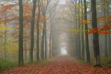 Foggy forest. / ***