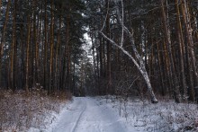 Сквозь сосны. / ***