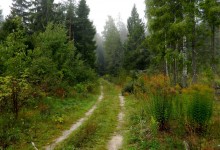 Дорога в лесу / лесная дорога