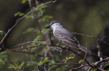 The Tropical Mockingbird (Mimus gilvus) / The Tropical Mockingbird (Mimus gilvus)