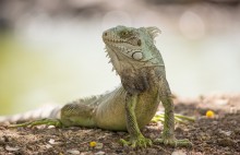 Green Iguana / Common Iguana