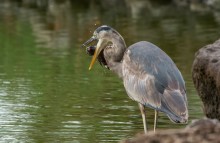 Catch of the day / Great blue heron