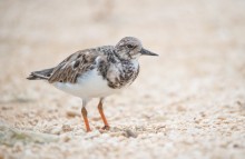 Ruddy turnstone / Ruddy turnstone