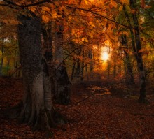 Сказки Осеннего леса... / ...