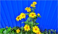 Желтые цветы осени / Осенью в саду