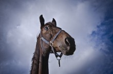 Любопытная лошада / Кобыла, англо-рысистая помесь