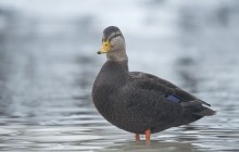 American Black Duck / Американская чёрная кряква