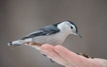 Let not scanty hand of yours .. / да не оскудеет длань твоя… 

White-breasted nuthatch