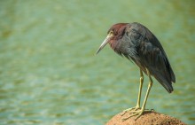 Reddish egret / Reddish egret