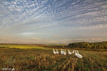 Гуси на прогулке / ур. Черное Болото